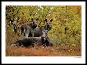 Elgfamilie i lyngen