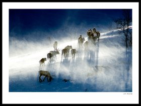 Rein i snøføyk